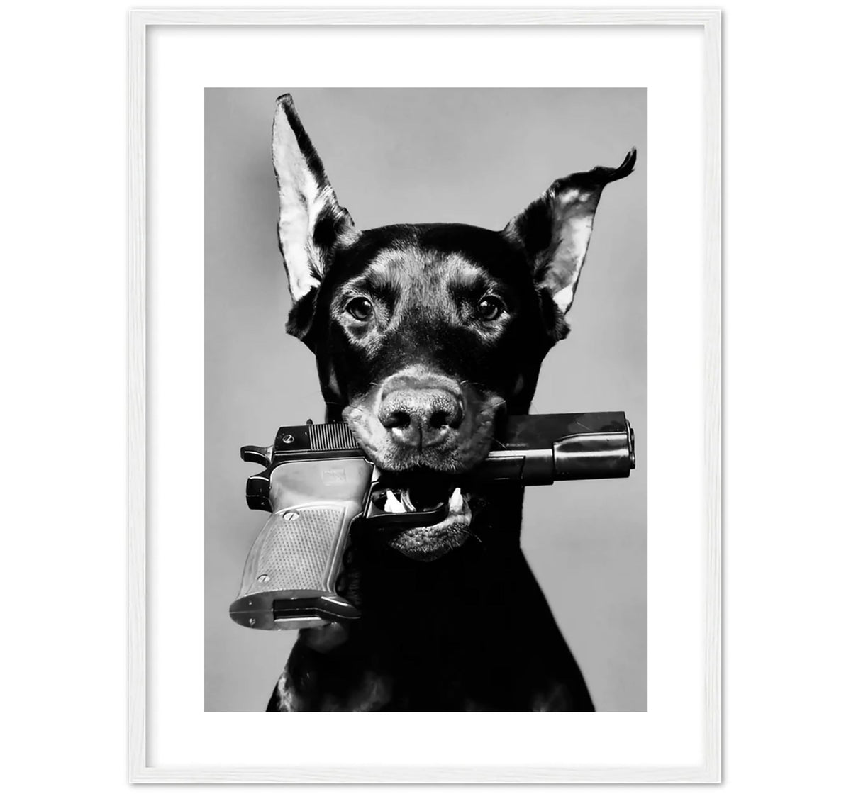Fashion Dog